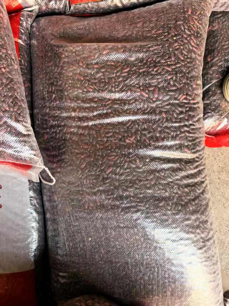 精品红芸豆规格齐全货源充足全国代发可视频看货欢迎电话