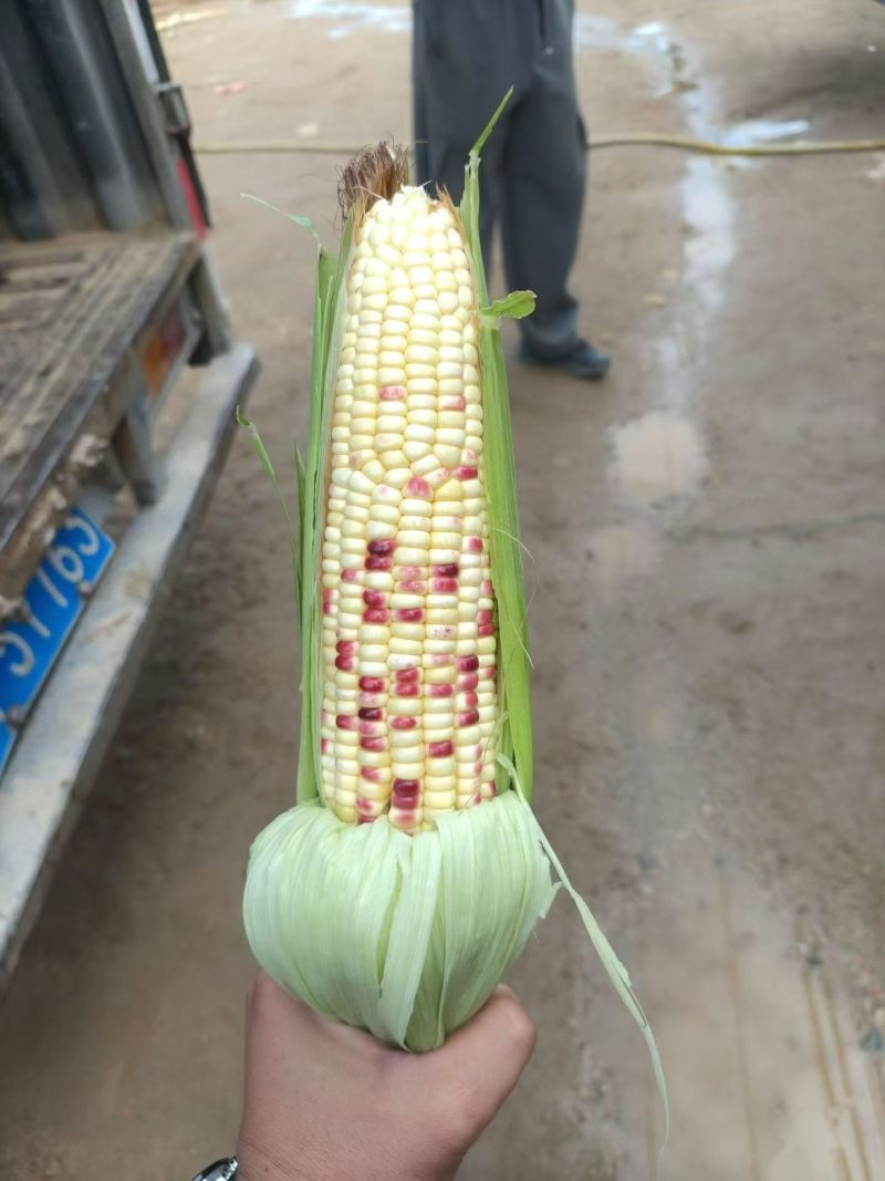 水果玉米