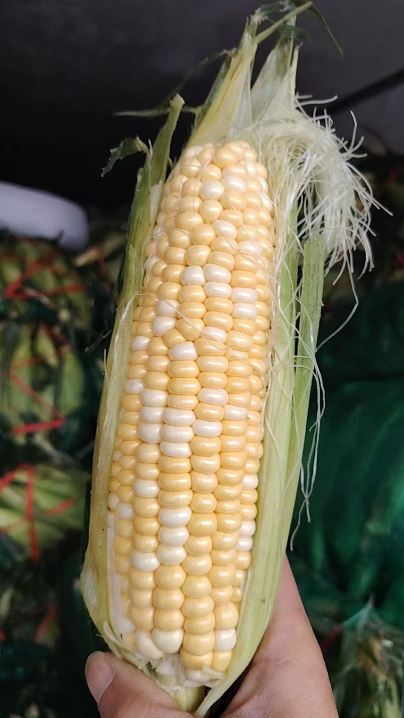水果玉米