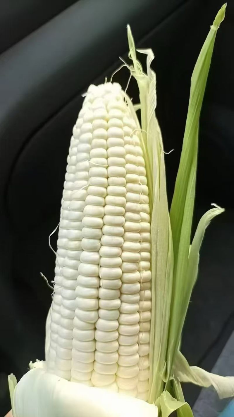 水果玉米