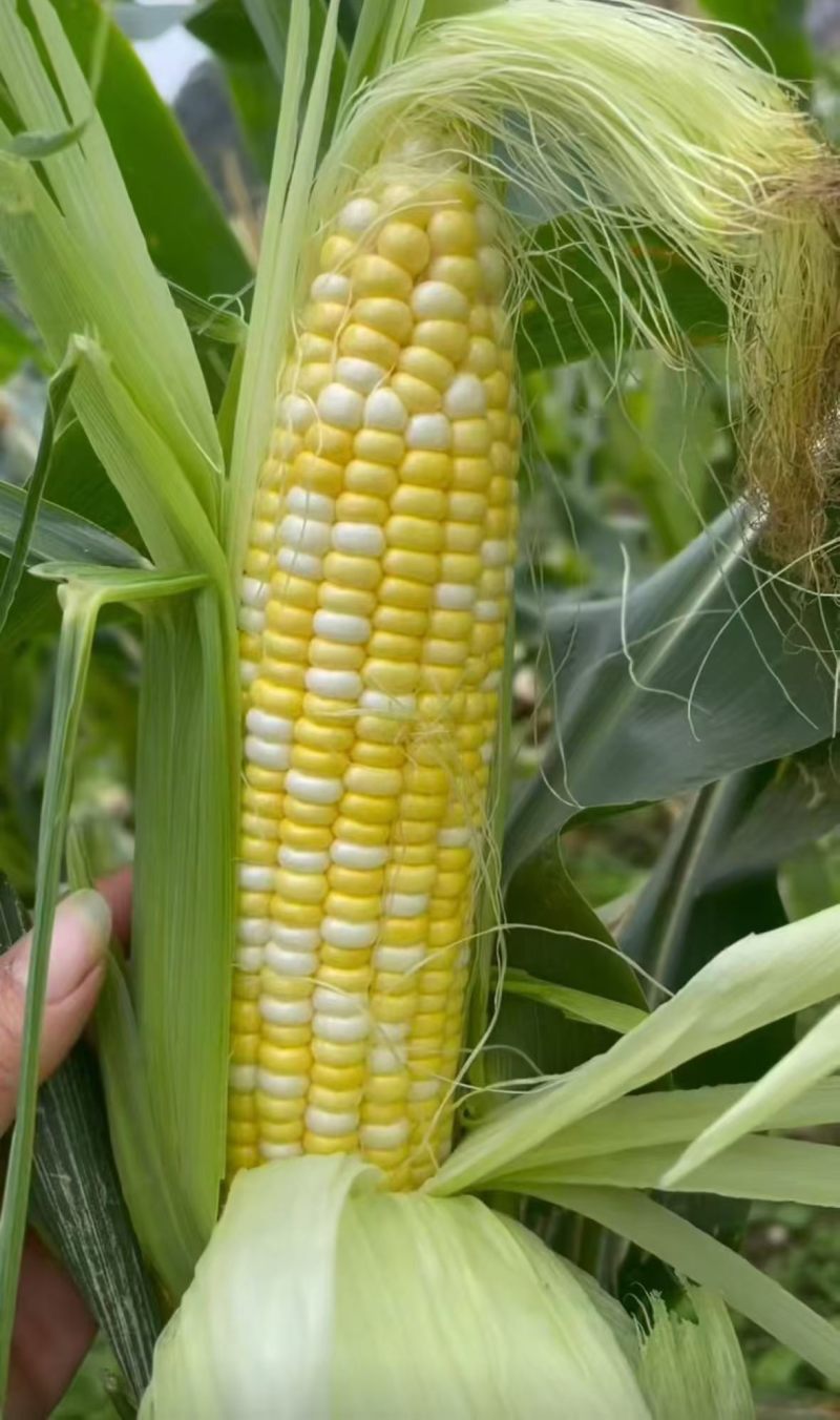 水果玉米