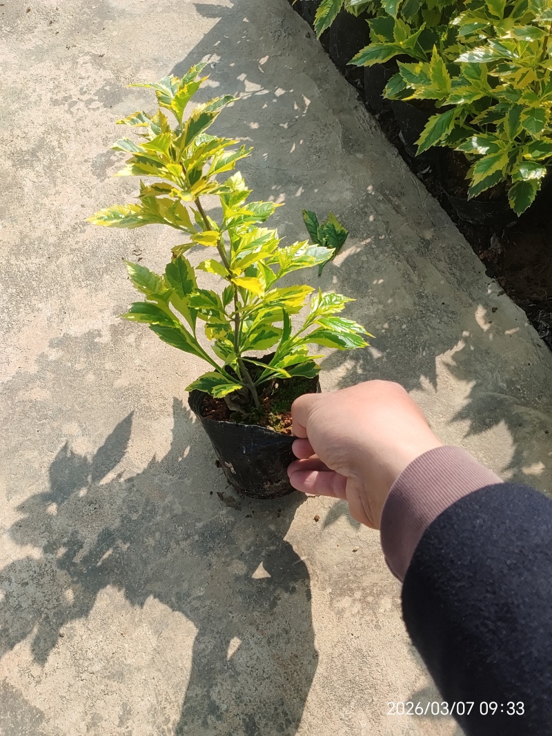 金边假连翘