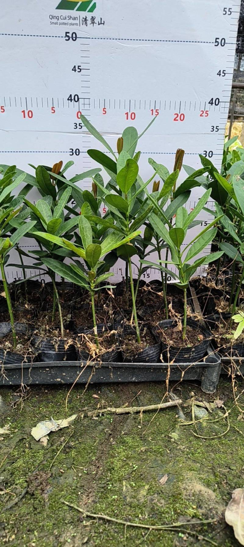 福木种苗台湾菲岛福树观叶盆栽庭院工程绿化树种