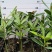 福木种苗台湾菲岛福树观叶盆栽庭院工程绿化树种