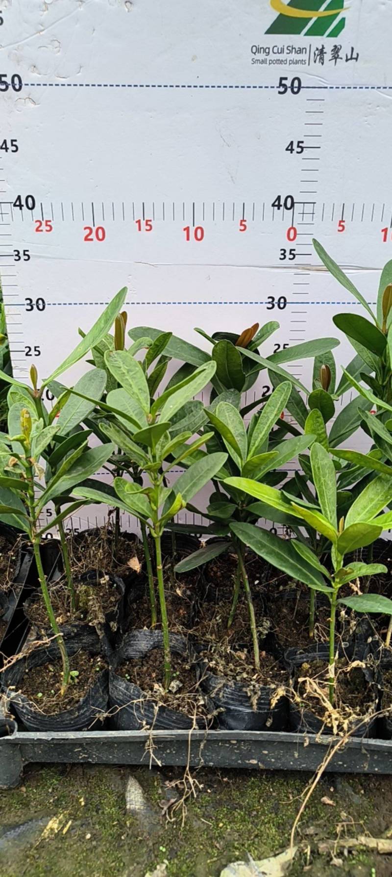 福木种苗台湾菲岛福树观叶盆栽庭院工程绿化树种