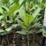 福木种苗台湾菲岛福树观叶盆栽庭院工程绿化树种