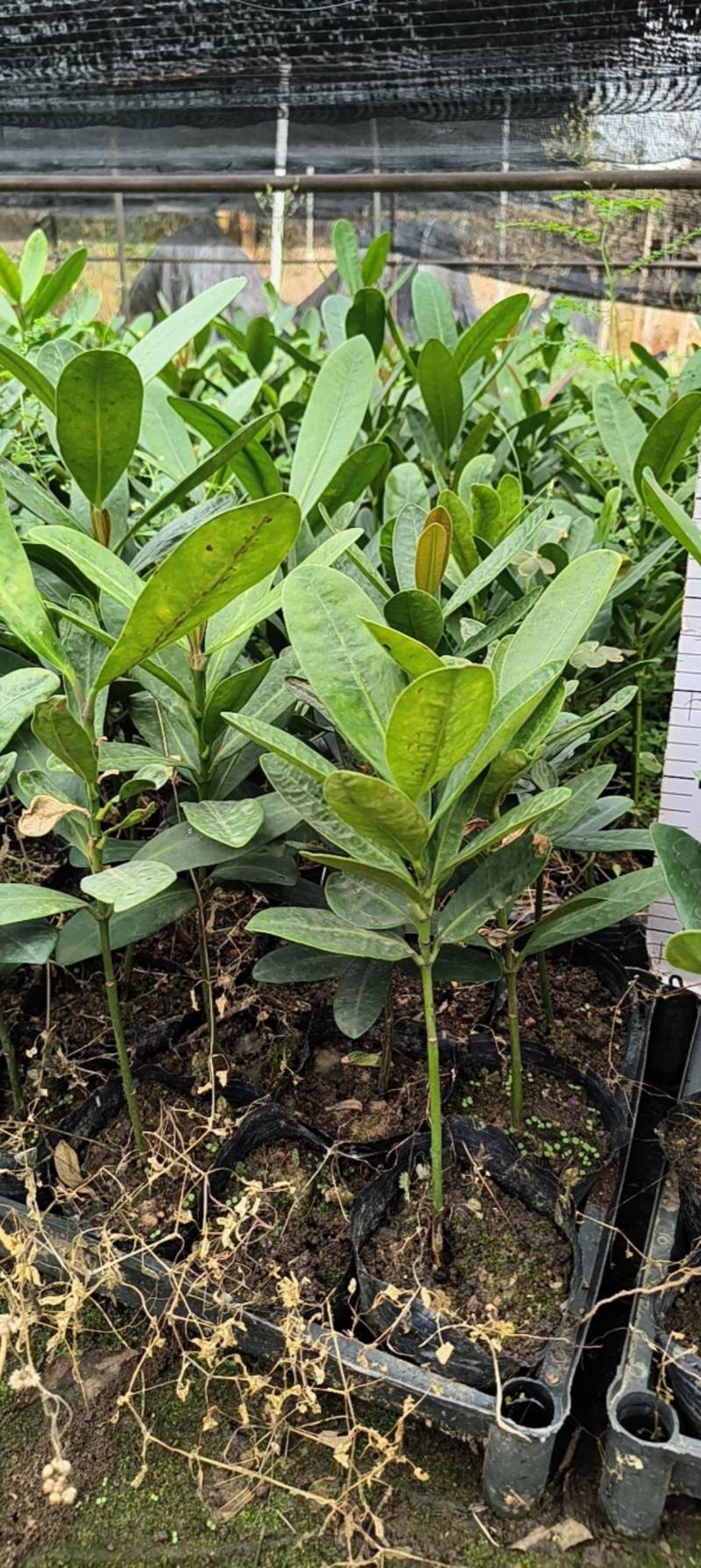 福木种苗台湾菲岛福树观叶盆栽庭院工程绿化树种