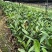 福木种苗台湾菲岛福树观叶盆栽庭院工程绿化树种