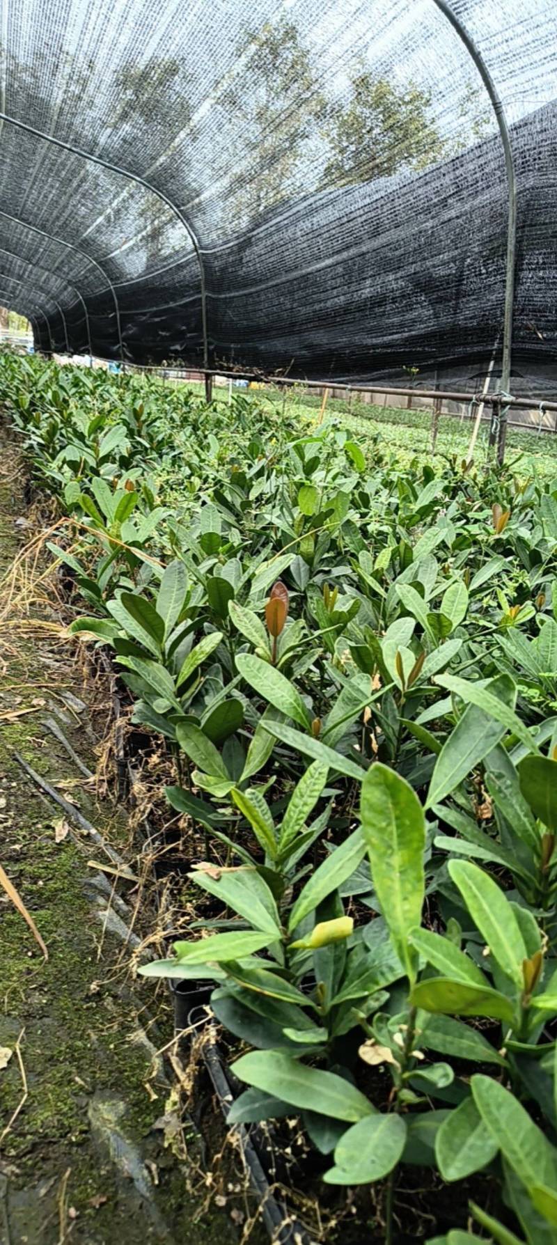 福木种苗台湾菲岛福树观叶盆栽庭院工程绿化树种