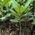 福木种苗台湾菲岛福树观叶盆栽庭院工程绿化树种