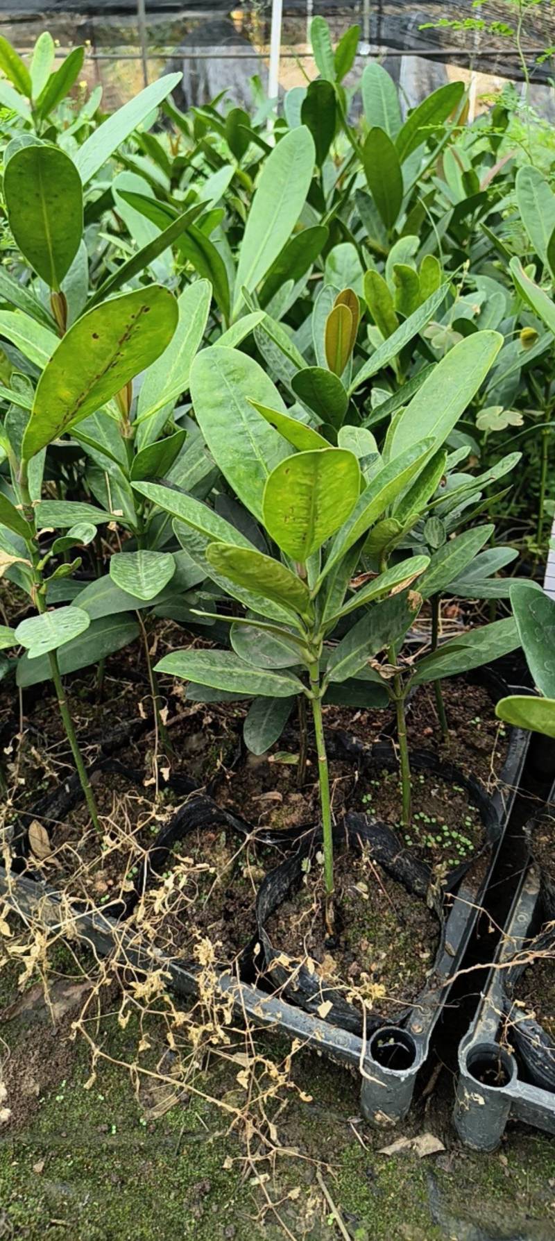 福木种苗台湾菲岛福树观叶盆栽庭院工程绿化树种