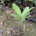 福木种苗台湾菲岛福树观叶盆栽庭院工程绿化树种