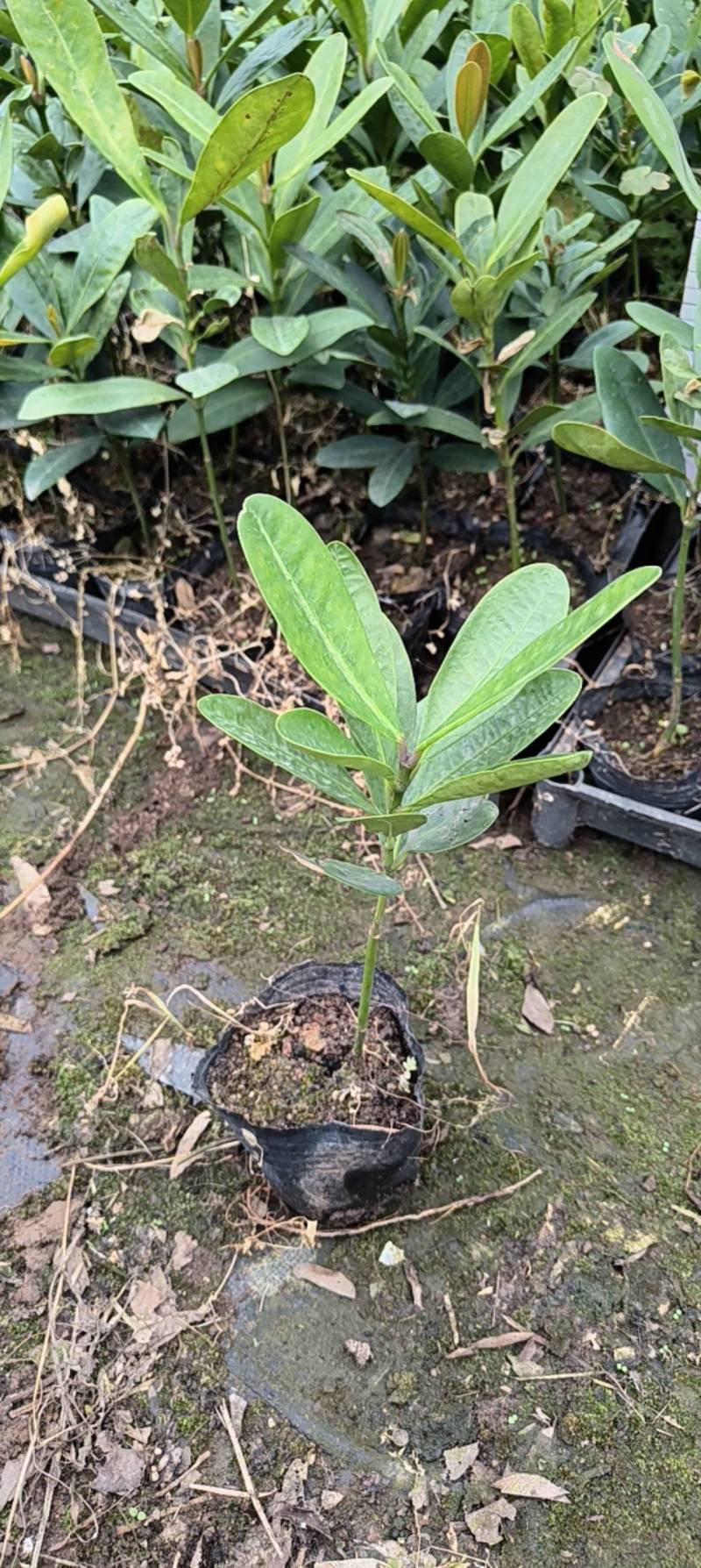 福木种苗台湾菲岛福树观叶盆栽庭院工程绿化树种