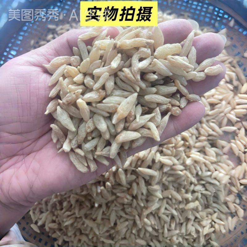 四川绵阳特级麦冬一等品新货无硫野生小颗粒煲汤泡水佳品川麦