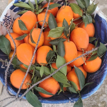 奉节脐橙，自家果园还有6-7千斤长虹纽荷儿脐橙，便宜处理