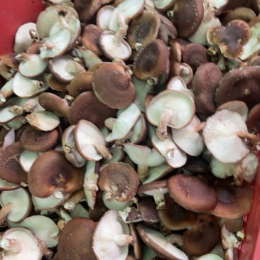 环江明伦香菌