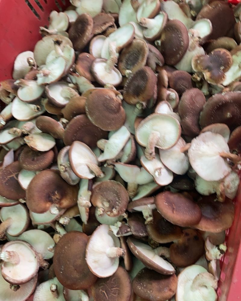 环江明伦香菌
