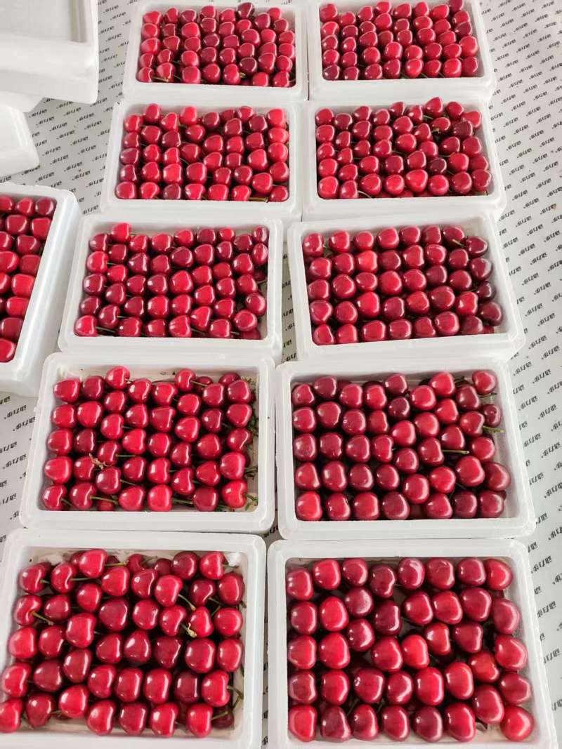 山东潍坊大棚樱桃，红灯，美早，陆续上市中，价格优惠，量大