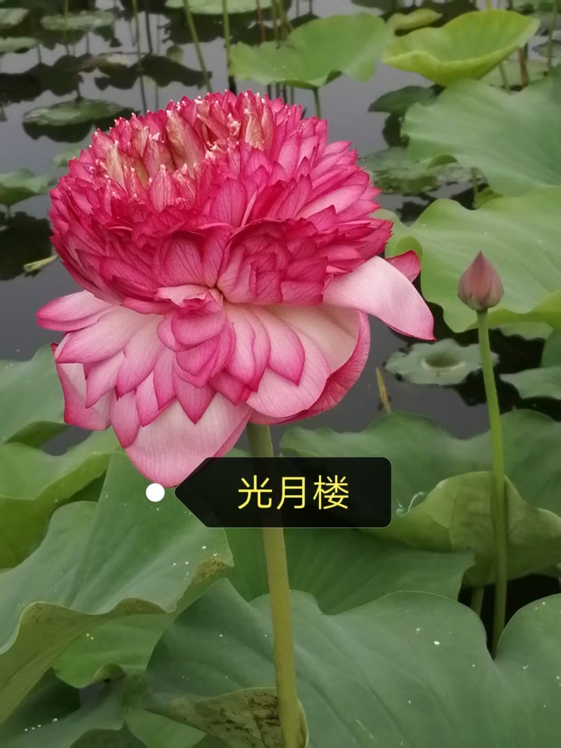 精品荷花苗