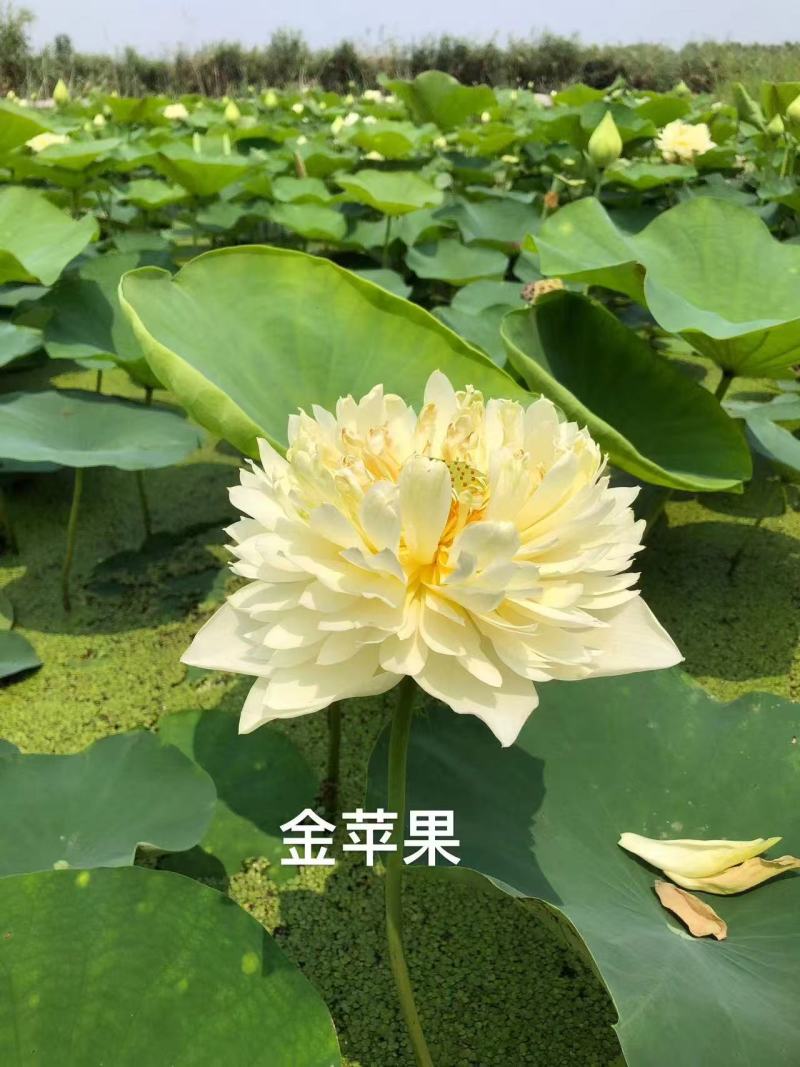 精品荷花苗
