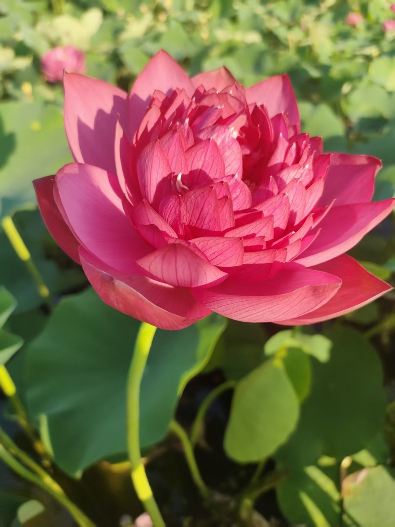 精品荷花苗