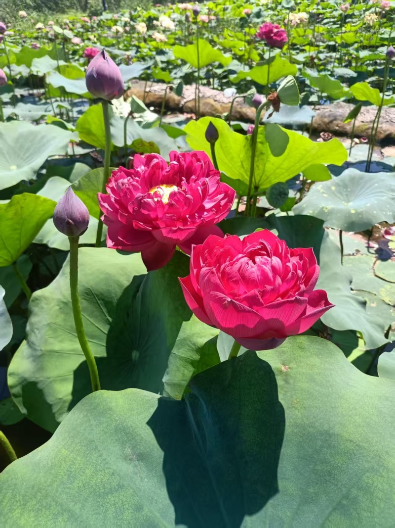 精品荷花苗