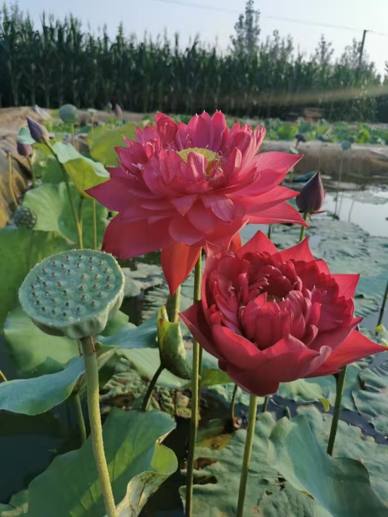 精品荷花苗
