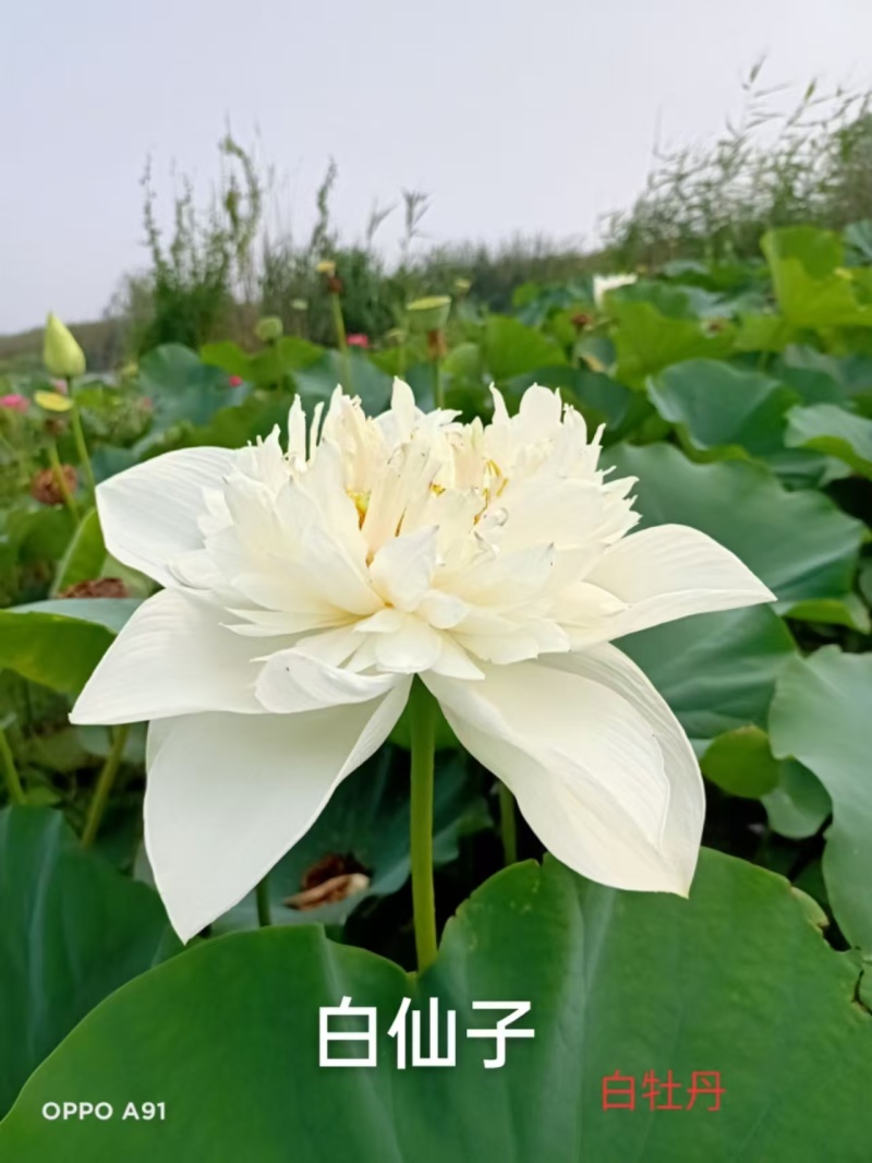 精品荷花苗