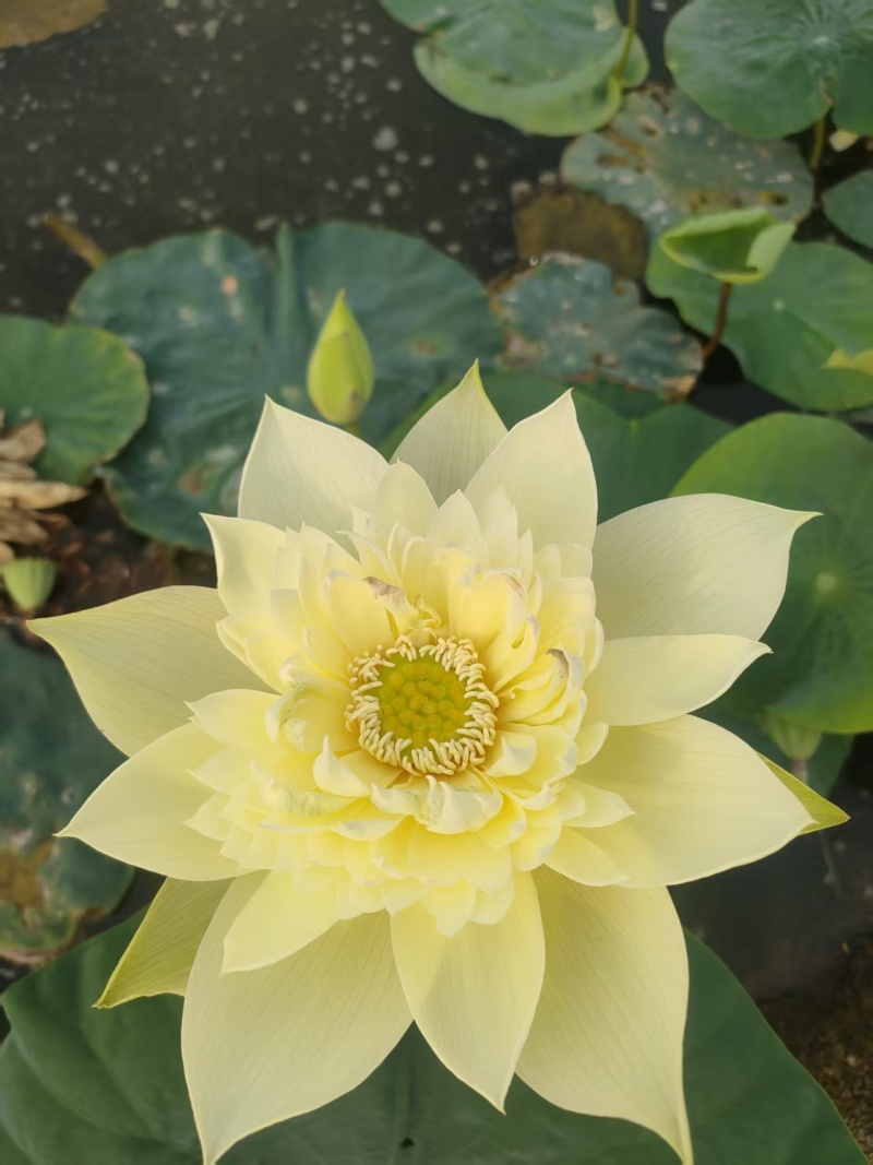 精品荷花苗