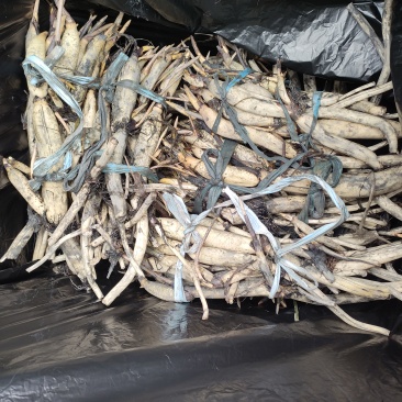 精品荷花苗