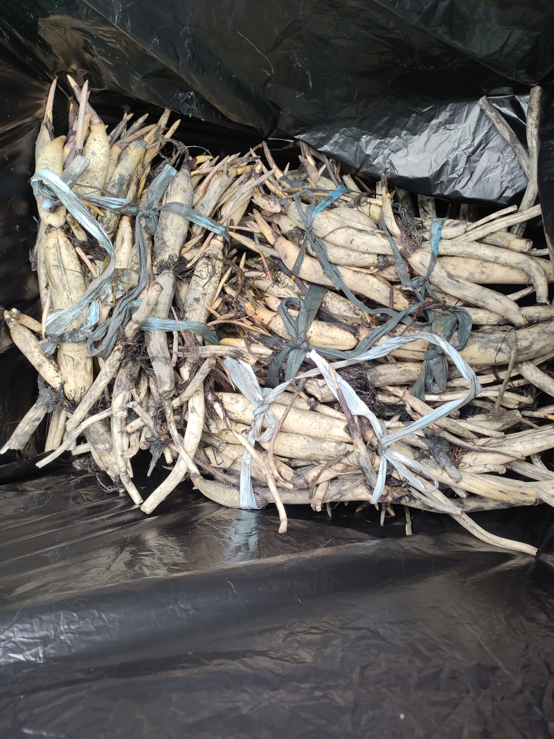 精品荷花苗