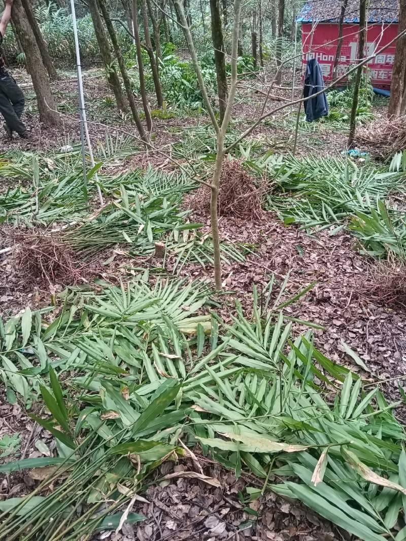 长期出售正宗阳春市春砂仁苗，春砂仁干果，春砂仁根等等靓品