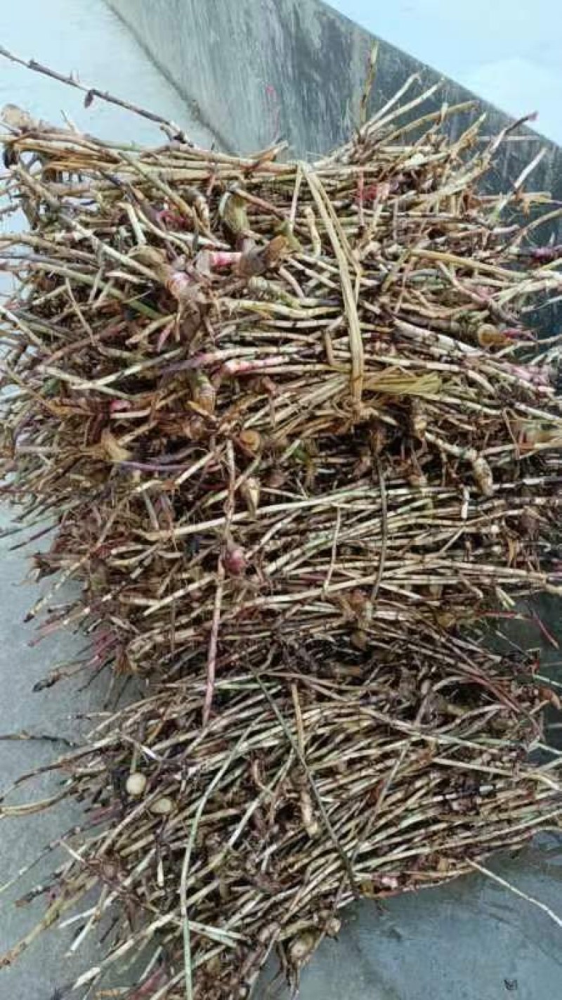 长期出售正宗阳春市春砂仁苗，春砂仁干果，春砂仁根等等靓品