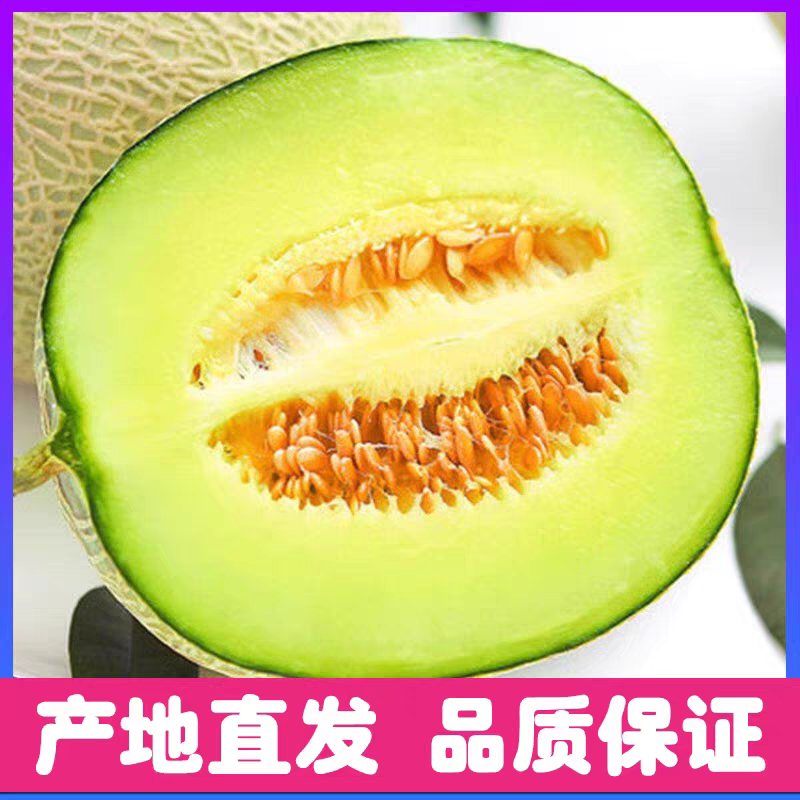 《网纹瓜》玫珑密瓜/海南蜜瓜/冰淇淋蜜瓜/欢迎来电合作