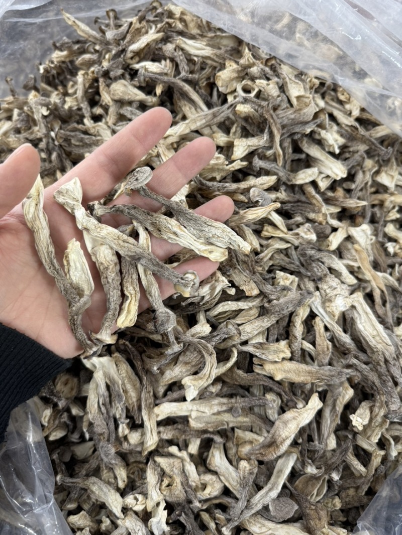 鹿茸菇新鲜农家鹿茸菇煲汤炖炒铁锅炖火锅