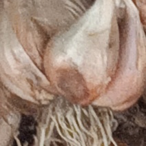 干葱