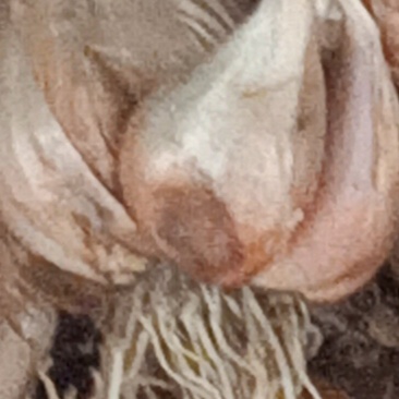 干葱