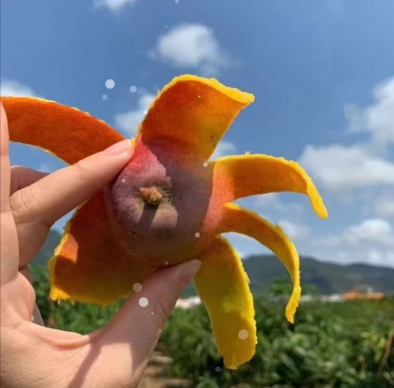自家各种热带水果，有需要的可以联系