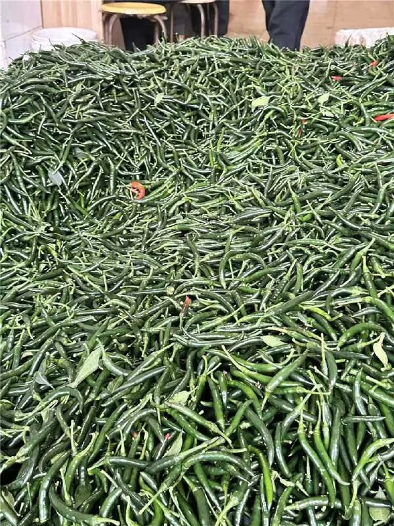 青小米辣小米椒广东基地直发保质保量售后无忧一条龙服务
