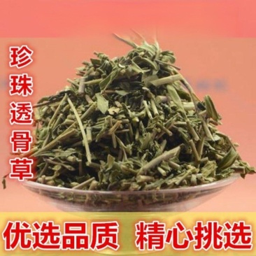 透骨草精选无硫***剂中药材珍珠透骨草散装茶叶青色干净