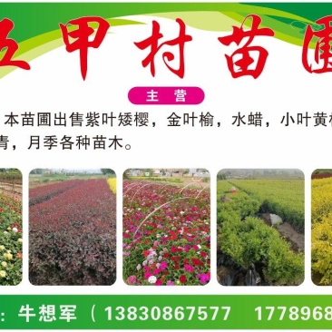 金叶榆