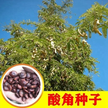 酸角种子罗望子酸豆种籽甜目坎甜角麻夯四季多年生酸梅木罕种