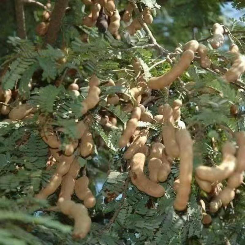 酸角种子罗望子酸豆种籽甜目坎甜角麻夯四季多年生酸梅木罕种