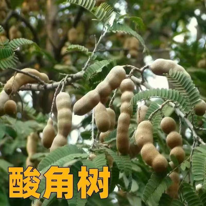 酸角种子罗望子酸豆种籽甜目坎甜角麻夯四季多年生酸梅木罕种