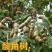 酸角种子罗望子酸豆种籽甜目坎甜角麻夯四季多年生酸梅木罕种