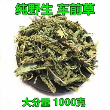 车前草泡茶本草车前草中药材车前草新鲜野生无硫磺车前草晒干