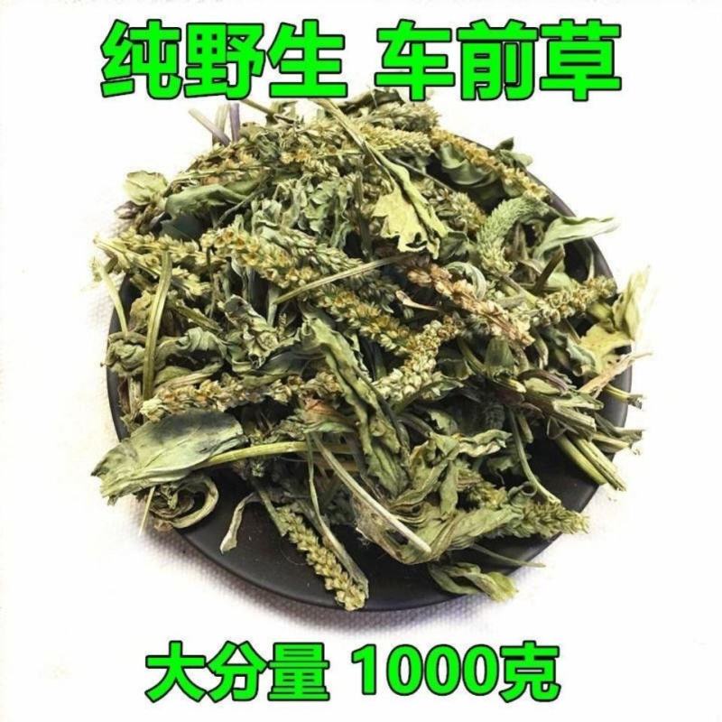 车前草泡茶本草车前草中药材车前草新鲜野生无硫磺车前草晒干