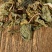 车前草泡茶本草车前草中药材车前草新鲜野生无硫磺车前草晒干