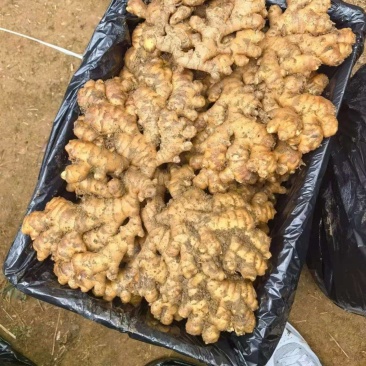 20顿便宜处理需要的老板拿去发财