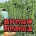 夏丰618豇豆种子早中熟白籽白花翠绿条耐热耐老基地专用